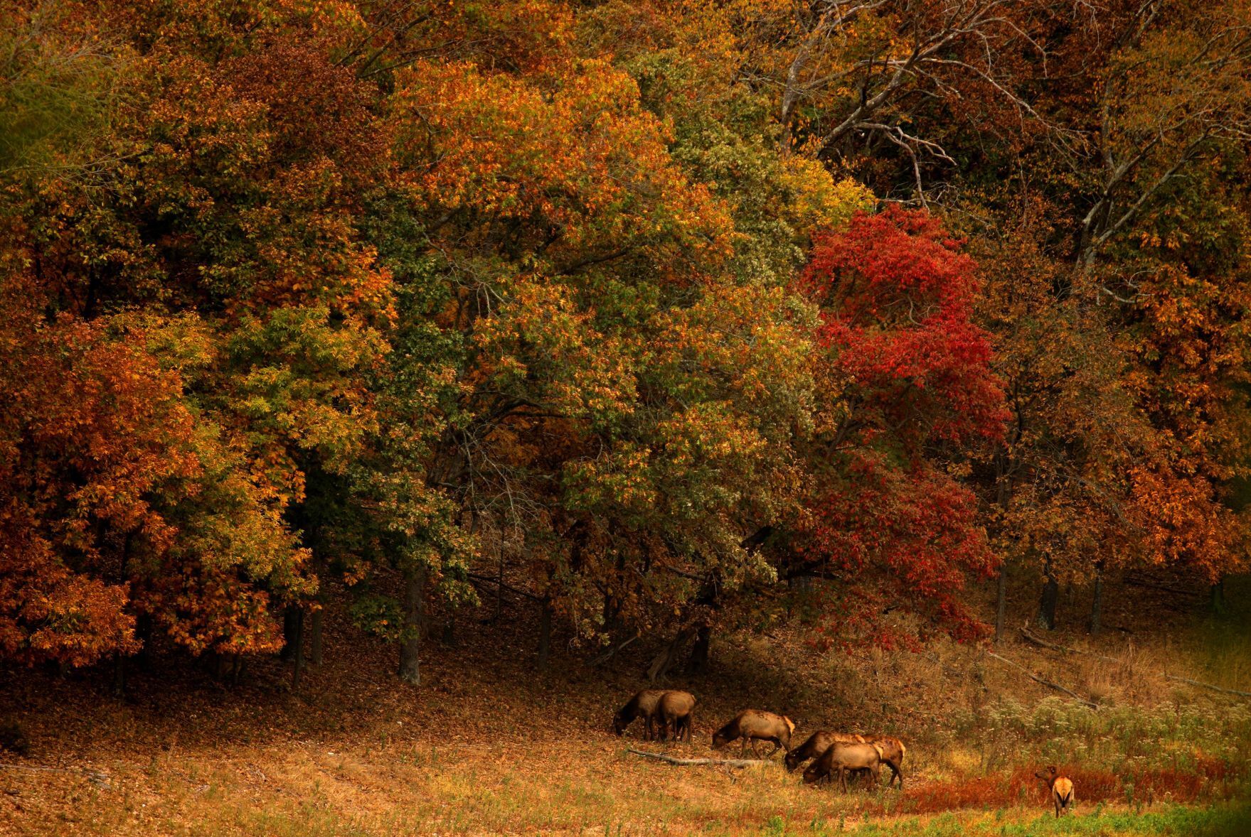 Fall colors 2020
